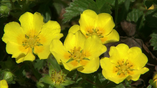 沿Rebun岛海岸线的Potentilla sprengeliana视频素材