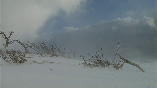 北海道赛罗贝斯图平原的暴风雪视频素材