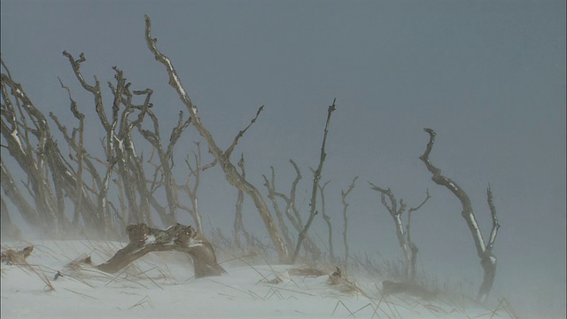 北海道赛罗贝斯图平原的暴风雪视频素材