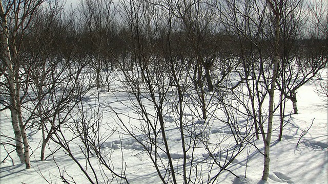 北海道佐罗别国家公园的兔子视频素材