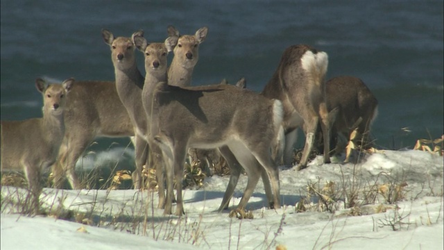 北海道萨罗别国家公园的一种鹿视频素材