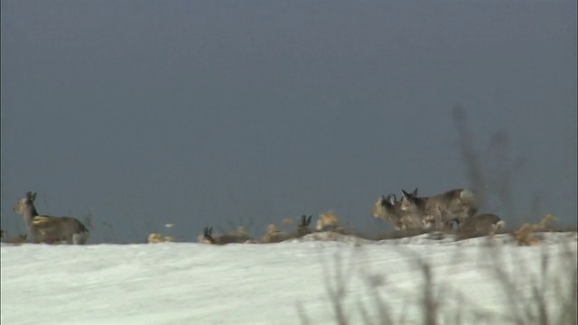 北海道萨罗别国家公园的一种鹿视频素材