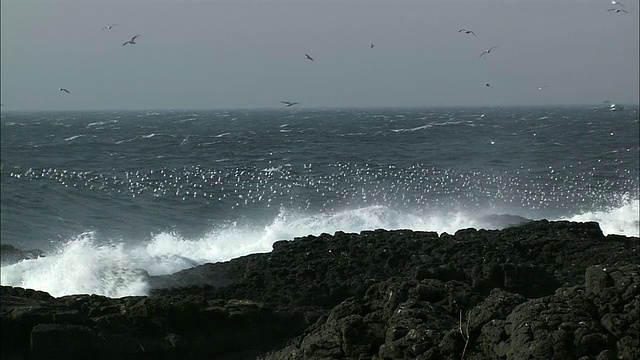 北海道的黑尾鸥视频素材