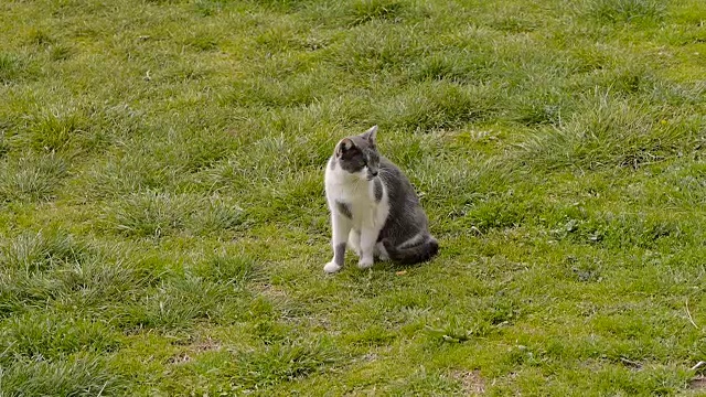 可爱的猫,户外视频素材