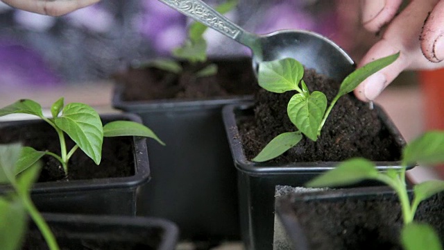 秧苗放在蔬菜托盘上。视频素材