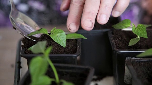 秧苗放在蔬菜托盘上。视频下载