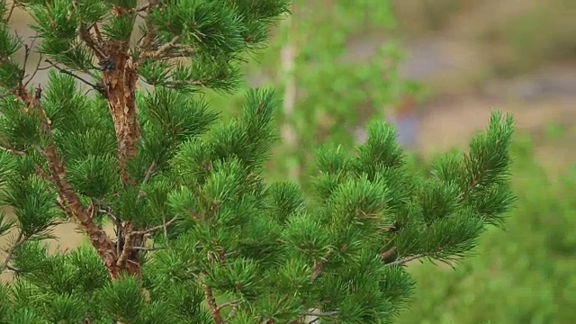 摄影师在巴亚瑙尔山视频素材