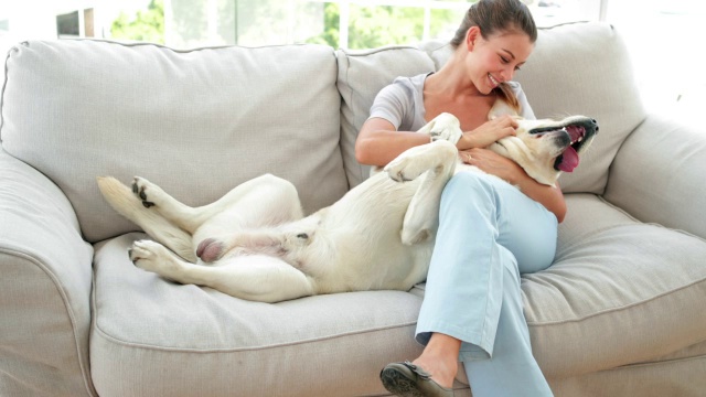 一个笑着的女人在沙发上抚摸她的拉布拉多犬视频素材