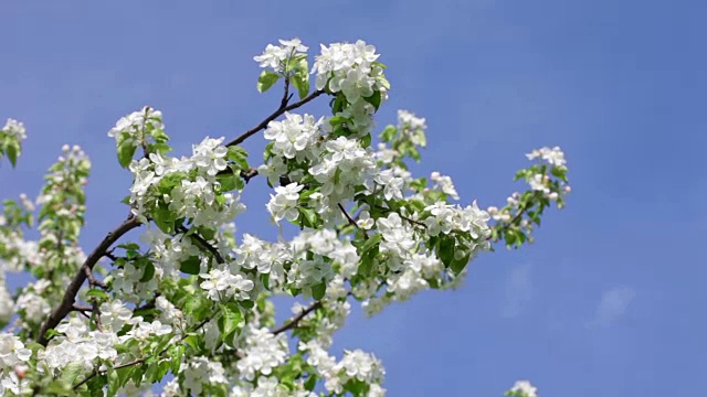 春天的花园苹果园鲜花盛开视频素材