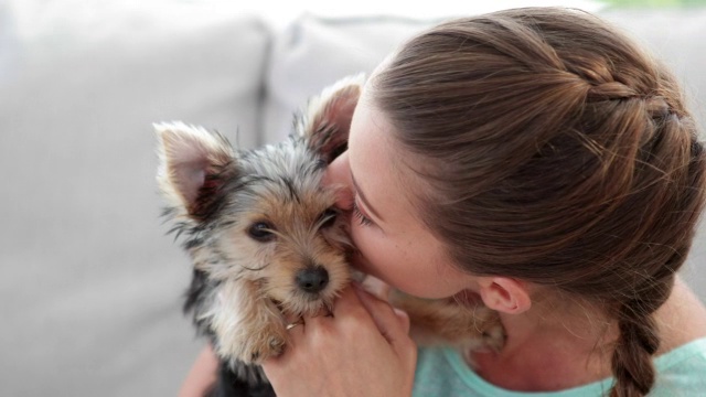 一个女人在沙发上抱着她可爱的约克郡犬视频素材