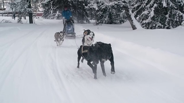 雪橇队在雪道上奔跑视频素材