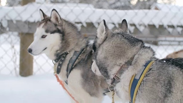 神奇的西伯利亚哈士奇准备好拉狗雪橇了视频素材