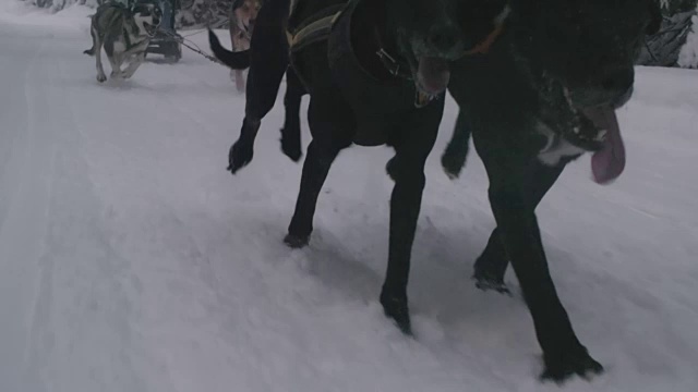 雪橇犬队在雪地上奔跑视频素材