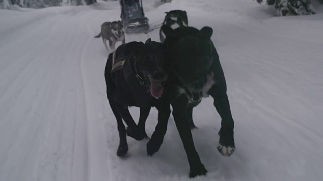 雪橇狗在雪中奔跑视频素材