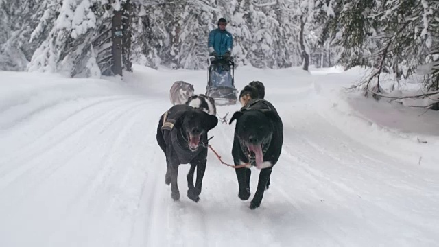 狗拉雪橇穿过积雪的森林视频素材