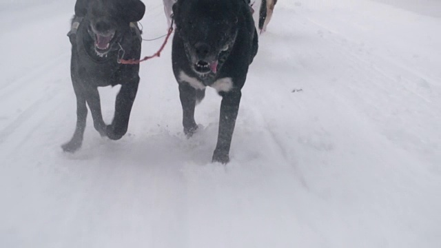 狗拉雪橇队在下雪天比赛视频素材