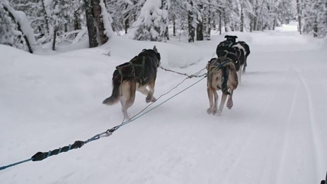 雪橇犬队在赛跑视频素材