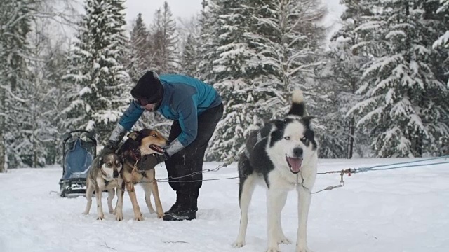 深情抚摩雪橇狗视频素材