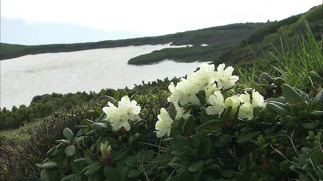 从金色杜鹃花中缩小镜头，可以看到北海道大寿山被雪覆盖的峡谷视频素材