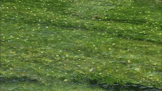 顺着水流过Baikamo河床上的花的方向走，志贺迈原视频素材