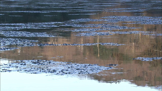 茨城县，放大画面，冰在久次河上漂浮，群山和树木倒映在水中视频素材