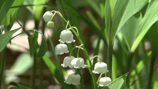 北海道百合白色钟形花视频素材