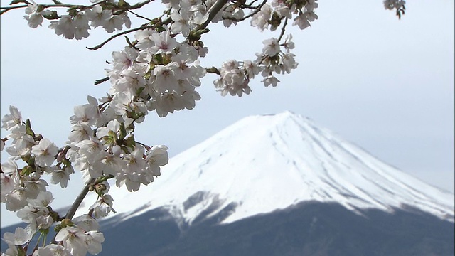 白雪覆盖的富士山后面的樱花在微风中摇曳，山石视频素材