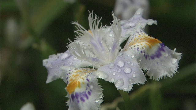 从神奈川鸢尾(Iris Japonica)花瓣上的水滴缩小视频素材