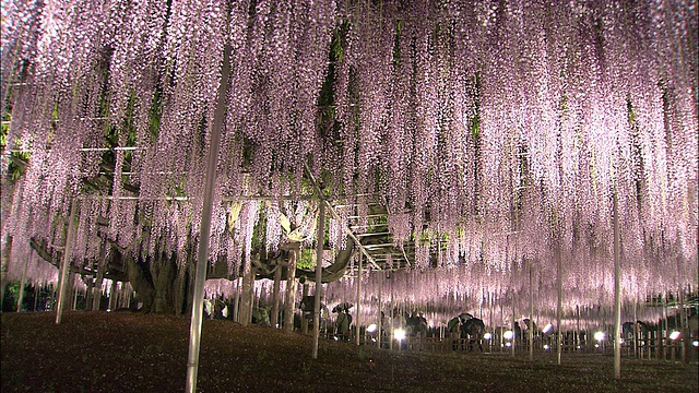 枥木市足贺花园，游客们在欣赏日本紫藤盛开的花冠视频素材