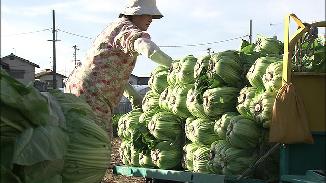 农民们从农场拖车上卸下一捆捆的广岛大白菜。视频素材