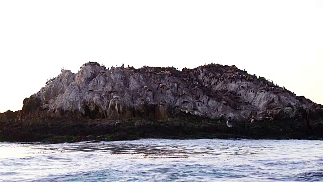 鸟群和海豹在圆石滩在夕阳下驱车17英里视频素材