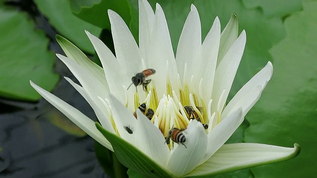 蜜蜂和莲花视频素材