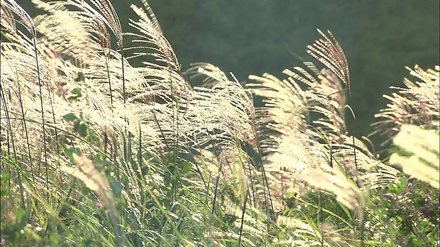 强风吹弯日本银草。视频素材