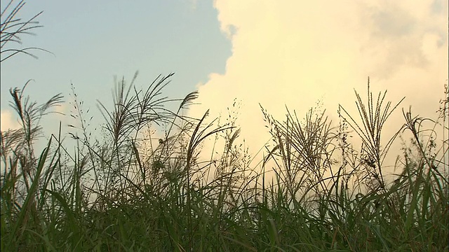 日本银草在多云的天空下摇摆。视频素材