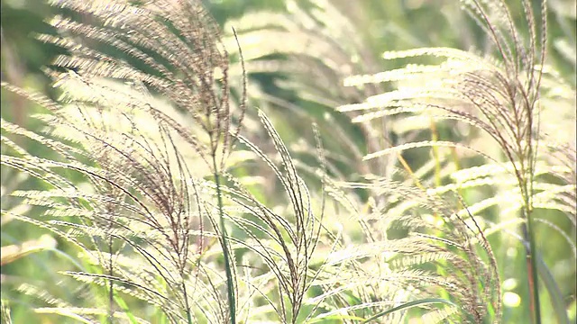 日本银草在微风中摇曳。视频素材