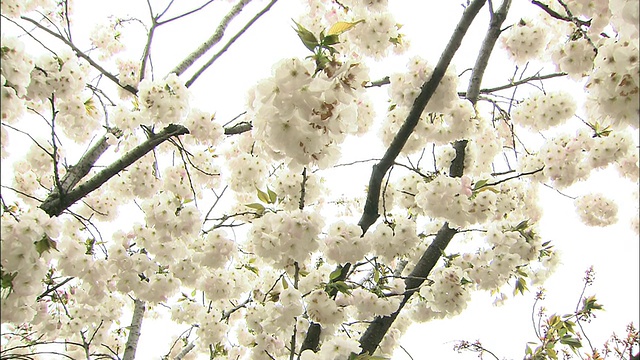 樱花在春天盛开。视频素材