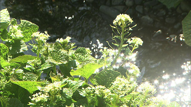 一条小溪在山葵花丛后缓缓流淌。视频素材