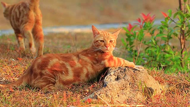 两只猫在花园里玩视频下载