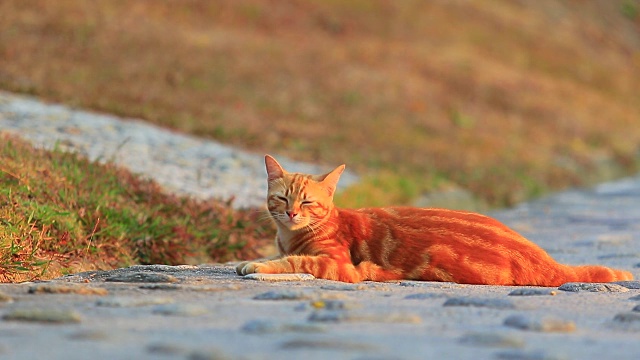 家猫躺在花园里视频下载