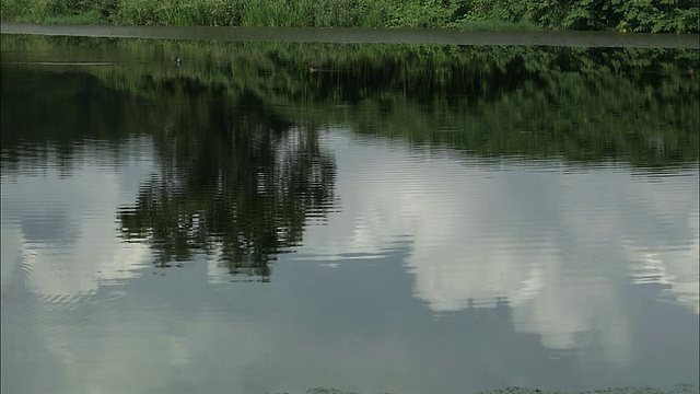 北海道佐罗别平原的沼泽视频素材