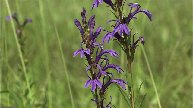 北海道佐罗别荒野视频素材