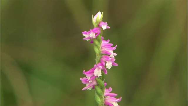 北海道佐罗别荒野视频素材