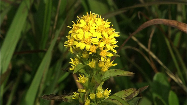 北海道佐罗别荒野视频素材