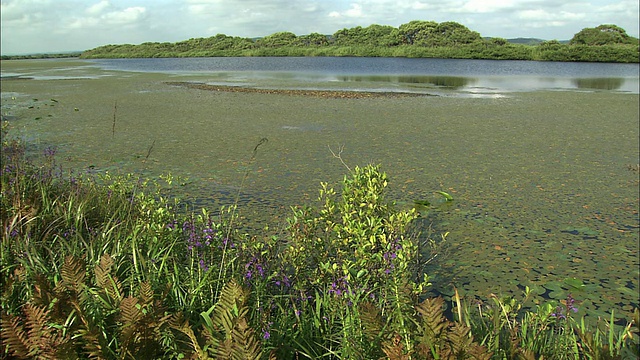 北海道佐别平原池塘视频素材