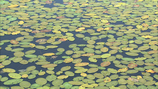 北海道佐别平原池塘视频素材