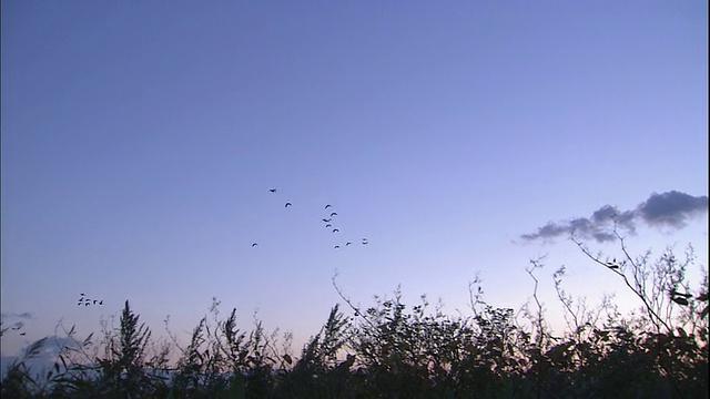 北海道，彭克贝苏湖的安瑟·米登多菲尼视频素材