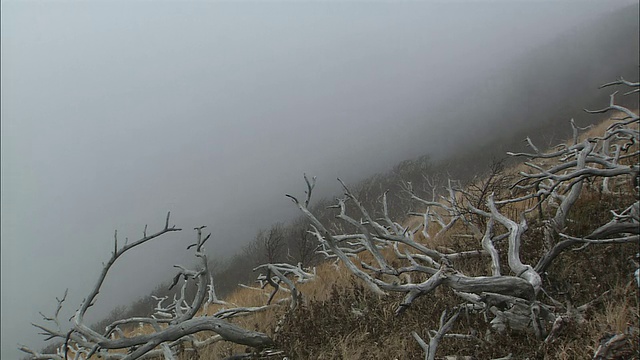 北海道的理尻山视频素材