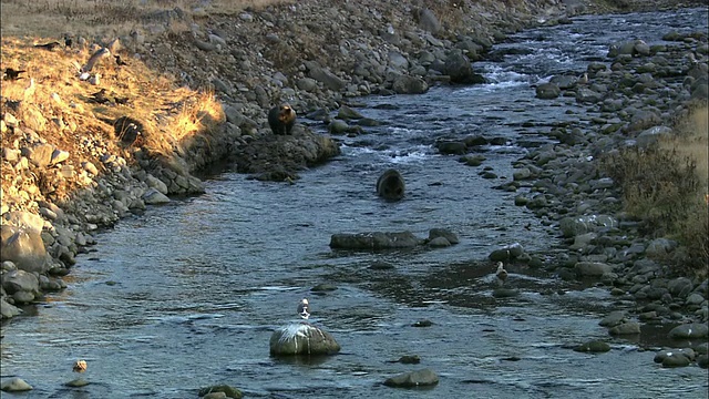 北海道的棕熊视频素材