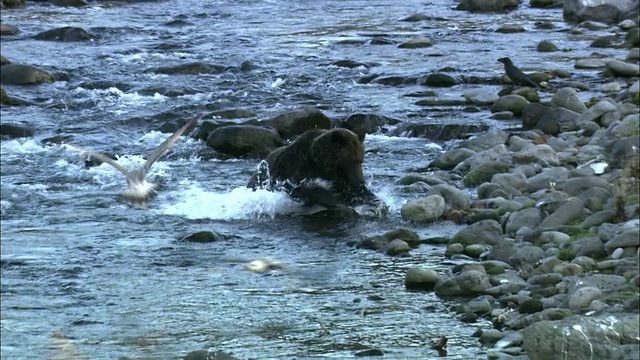 北海道的棕熊视频素材