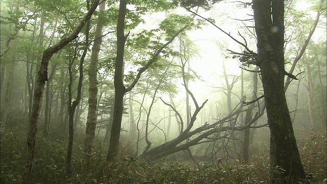 北海道知床五湖森林视频素材